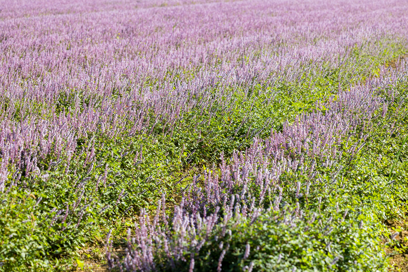 楊梅休閒農業區
