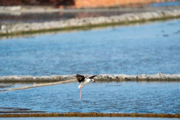 四草野生動物保護區
