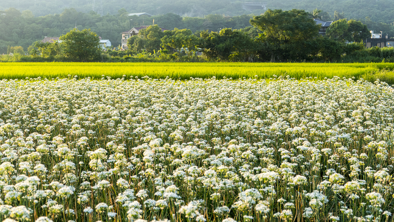 大溪韭菜花田